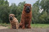 SHAR-PEI 792